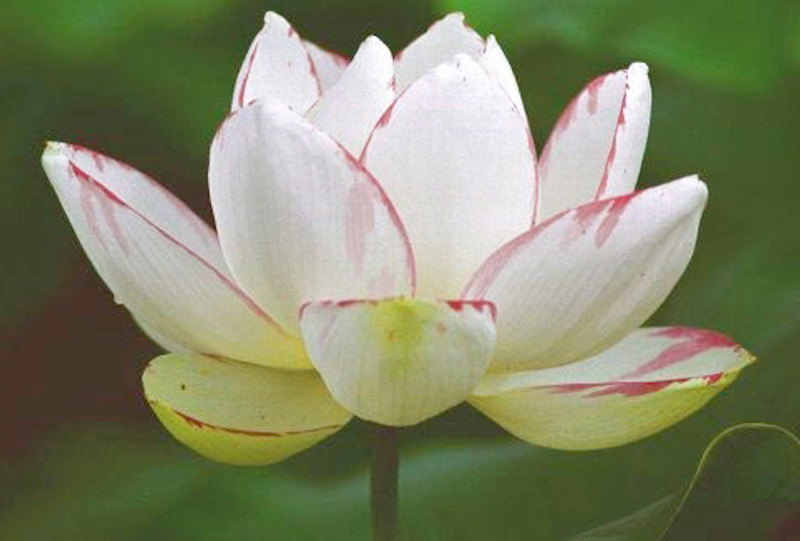 Waterlily Image