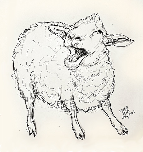 Sheep Bleat Image