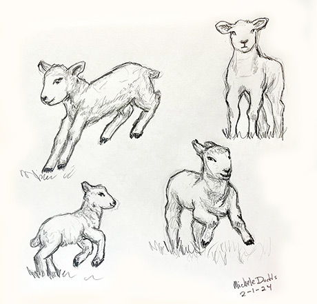 Lambs Playing Image