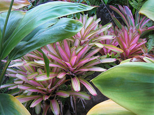 hawaiian plants
