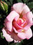 Pink Rose Thumb