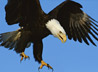 Eagle Flying