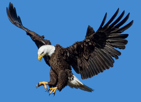 Eagle