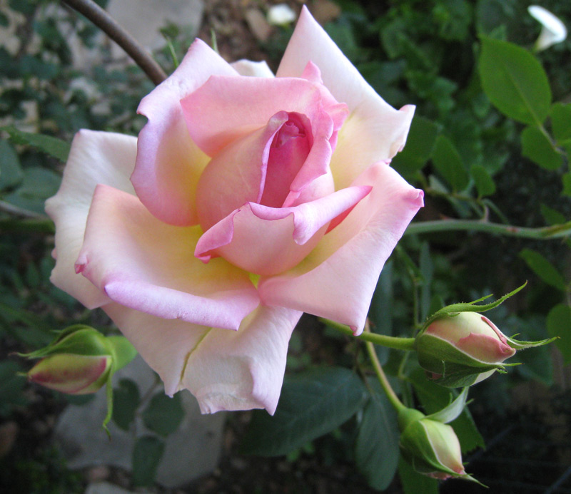 Pink Rose