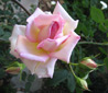 Pink Rose Thumb