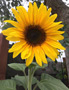 Sunflower Thumb