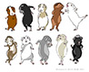 Guinea Pig Models