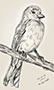 Bird Drawing Thumb