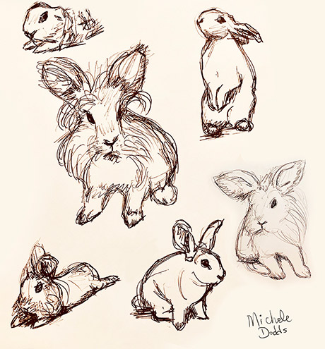 Bunny Drawings