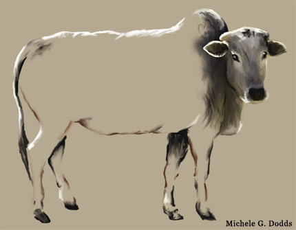 Cow Drawing