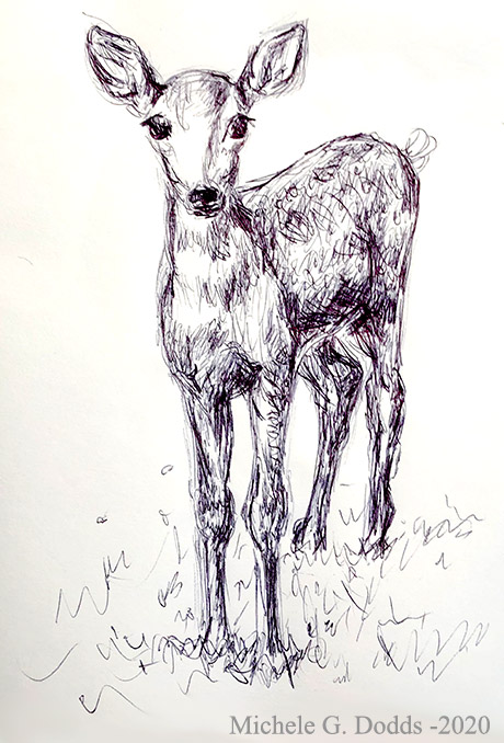 Deer Drawing