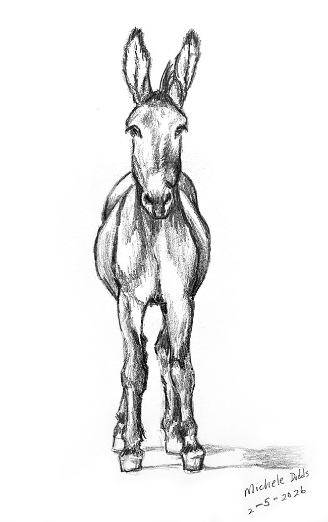 Cute Donkey Drawing