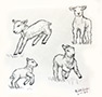 Lambs Playing Thumb