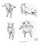 Leaping Lambs Drawing Thumb