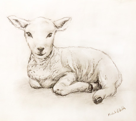 Lamb Image
