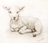 Lamb Drawing Thumb