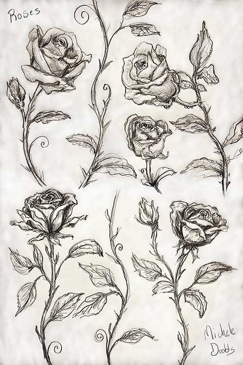 Rose Drawings Image