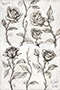 Rose Drawings Thumb