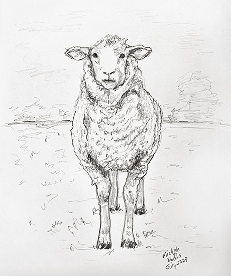 Sheep Standing Drawing
