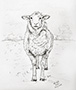 Sheep Standing Thumb