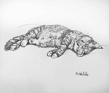 Sleeping Cat Image