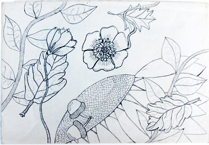 Plant Drawing