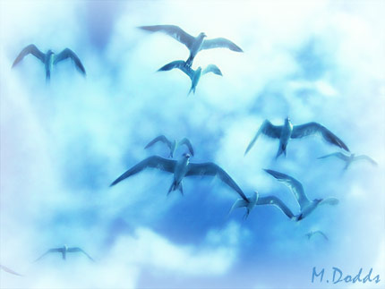 Birds Soaring