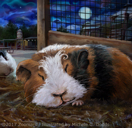 Gillie Guinea Pig 21 Image