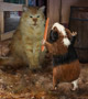 Gillie Guinea Pig 24