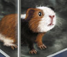 Guinea Pig Thumb