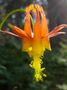 Bellflower thumb