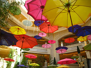 Umbrella Image