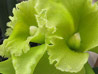 Green Orchid Thumb