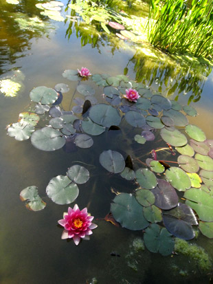 Water Lily