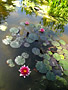 Water Lily Thumb