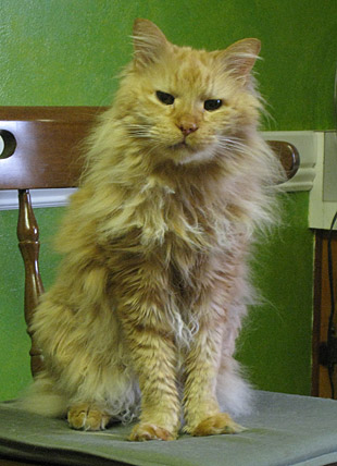 Meowee Cat