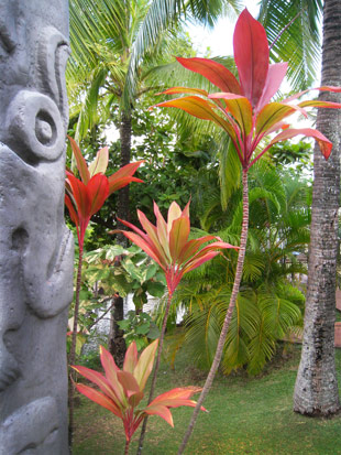 hawaiian plants
