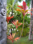 hawaii plants thumb