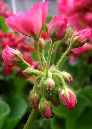 pink geranium