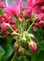 geranium thumb