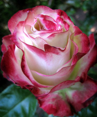 Beautiful Rose
