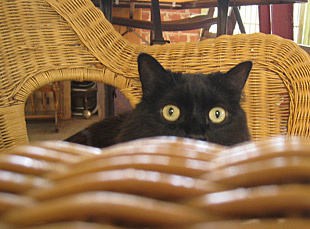 Rufus chair