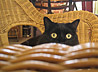 Rufus