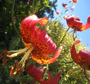 tiger lily