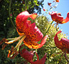 Tiger Lily Thumb