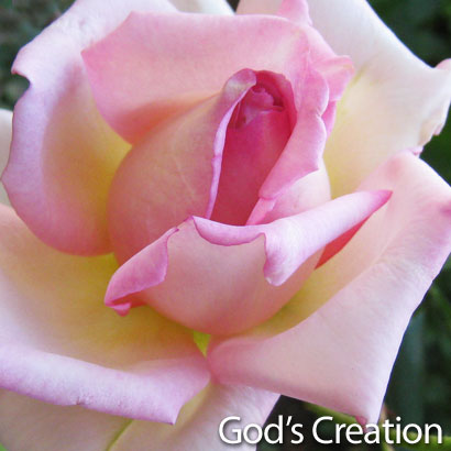 God's Creation Photo