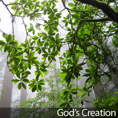 God's Creation Photo